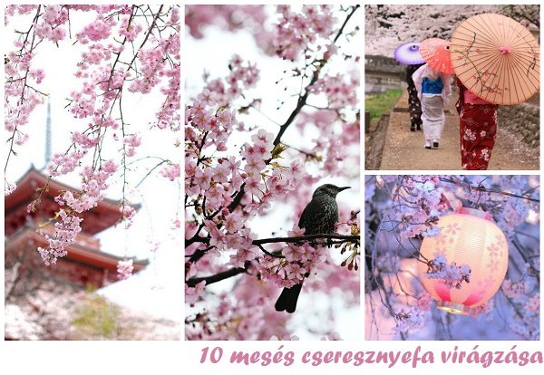 10 mesés cseresznyefa virágzása