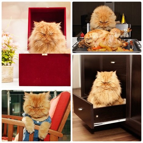 Garfi