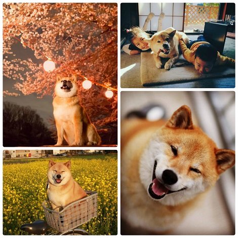mcollage_photocat