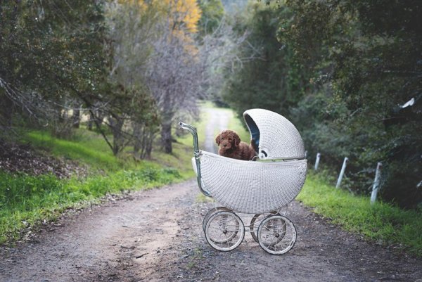 couple-newborn-dog-elisha-minnette-photography-17