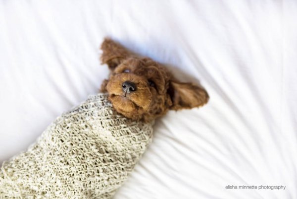 couple-newborn-dog-elisha-minnette-photography-18