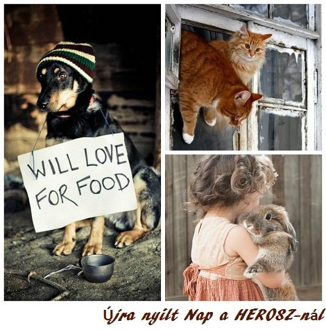 Nyílt Nap a HEROSZnál